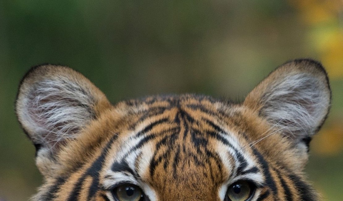 Tigre de 4 anos testa positivo para coronavírus, em Nova York