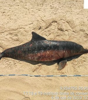 Golfinho é encontrado morto na região das falésias de Jequiá da Praia