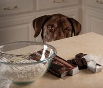 Não dê chocolate ao seu animal de estimação: Saiba o motivo