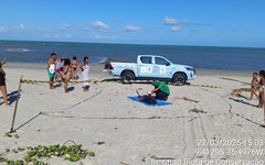 Boto-cinza encontrado morto na Barra de Santo Antônio