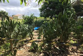 Vídeo. Agricultor é executado a tiros em sua propriedade, no Agreste alagoano