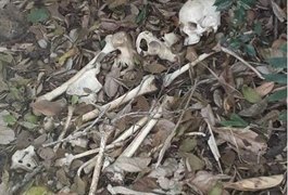Ossada humana é localizada em Marechal Deodoro