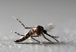 Audiência pública debate atendimento a vítimas do vírus zika em Maceió