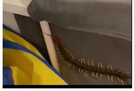 Vídeo. Homem encontra lacraia venenosa em móveis do quarto da filha