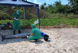 Biota encontra boto-cinza morto em praia de São Miguel dos Milagres