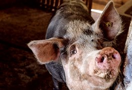 Dupla é presa por invasão em pocilga e furto e receptação de animais, no Sertão alagoano