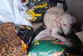Homem é preso por matar cachorros em Recife; protetora denuncia que carne teria sido vendida