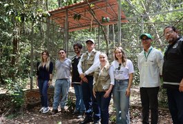 Papagaios-do-mangue e jabutis chegam a Alagoas com missão de contribuir para refaunação e replantio de florestas em área de Mata Atlântica