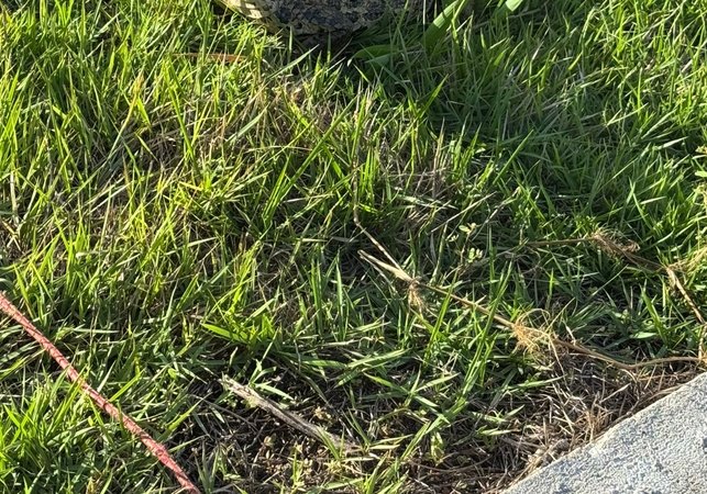 Jacaré é capturado em área urbana e devolvido à natureza em Palmeira dos Índios