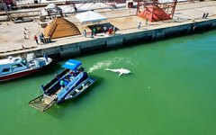 Filhote de Baleia-jubarte encontrado morto em Maceió