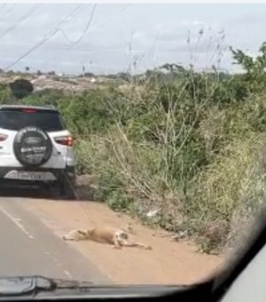 Vídeo. Motorista de carro com placa de Arapiraca é flagrado arrastando cachorro em rodovia