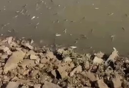 Vídeo mostra grande quantidade de peixes mortos em rio na Barra de Santo Antônio
