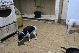 Vídeo revela como 'médico macabro' mantinha cães congelados dentro de freezer no RJ