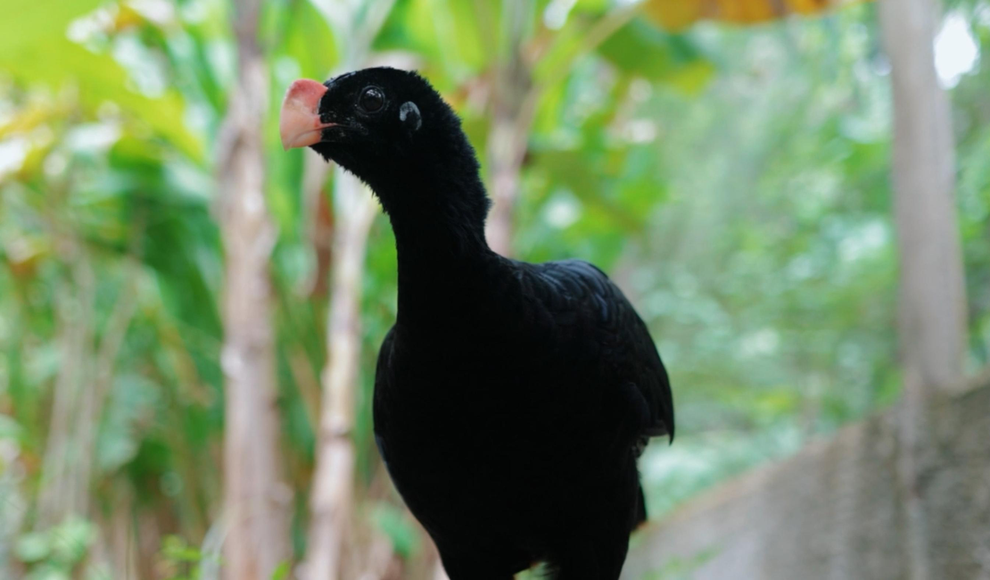 IMA atua na reintrodução do Mutum-de-alagoas e fortalece preservação da fauna alagoana