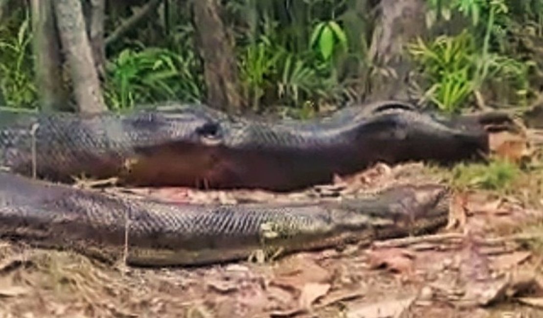 Vídeo: pescador se depara com anaconda gigante no Amazonas