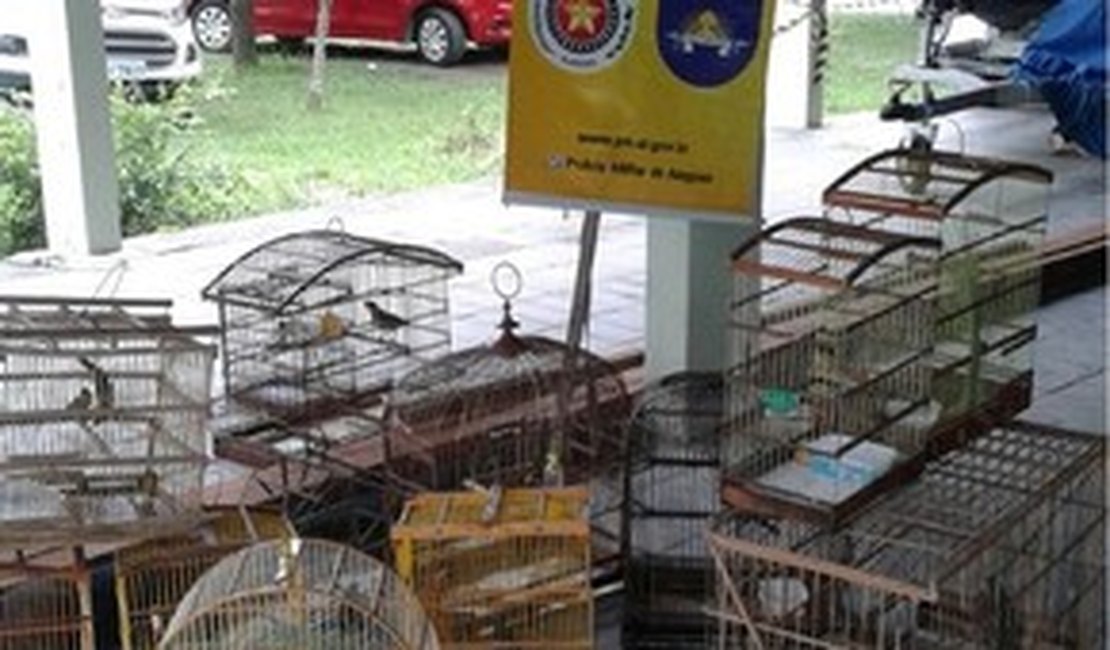 BPA apreende mais de 70 pássaros silvestres em feiras livres, em AL