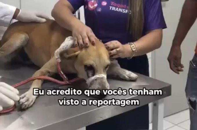 Suspeito de ferir cachorro no olho se apresenta à polícia e nega disparo em União dos Palmares