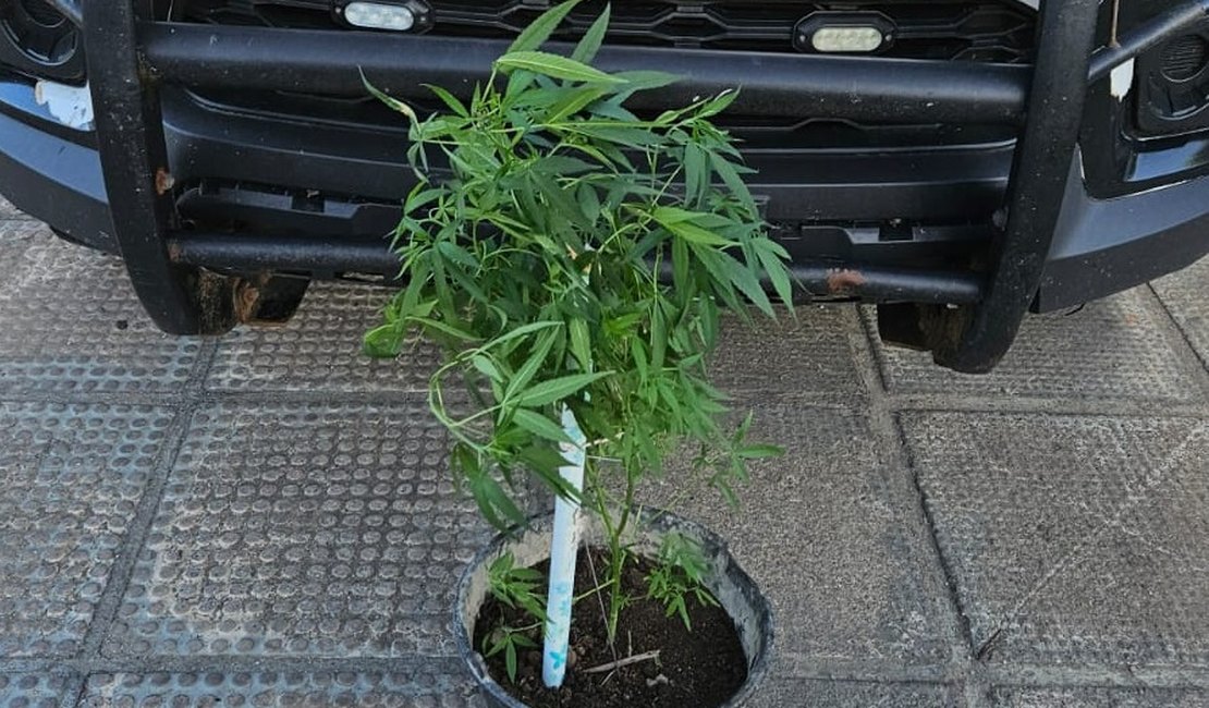 Polícia apreende planta de maconha em estufa durante ação em Junqueiro