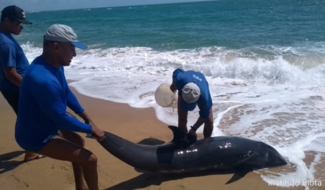 Golfinho encalha e morre na Praia do Gunga, no Litoral Sul de Alagoas