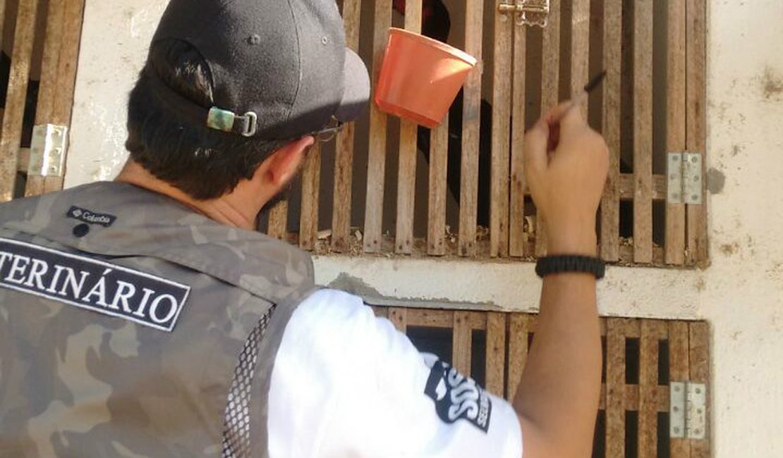 FPI desmonta rinha de galos e liberta animais vítimas de maus tratos no Sertão