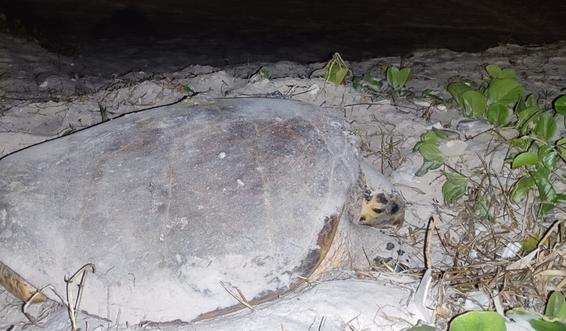 Tartaruga-de-pente é vista desovando na Praia da Avenida, em Maceió