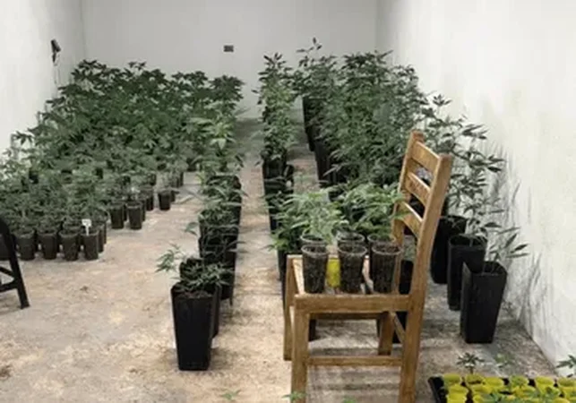 Fantástica fábrica de drogas: polícia estoura estufas de maconha