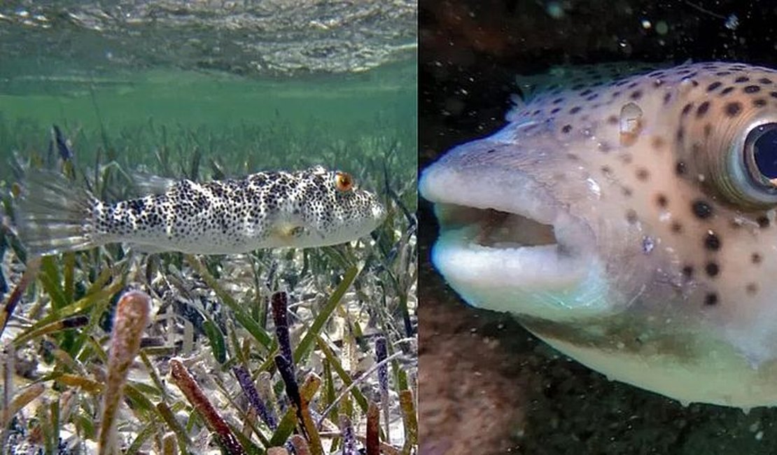 Entenda a toxina letal do Baiacu, peixe que pode levar à 'síndrome do cárcere'