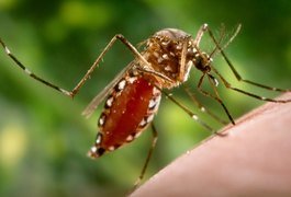 Arapiraca registra 2.234 casos de suspeita de dengue, desde janeiro