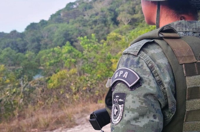 Operação da PM apreende 60 aves silvestres em feiras livres de Maceió e Rio Largo
