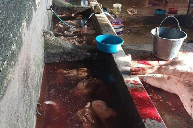 PM flagra abatedouro clandestino na zona rural de União dos Palmares