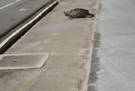 Populares encontram tartaruga  morta na orla da Praia do Sobral, em Maceió