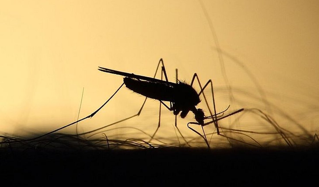 Brasil ultrapassa 4 milhões de casos de dengue