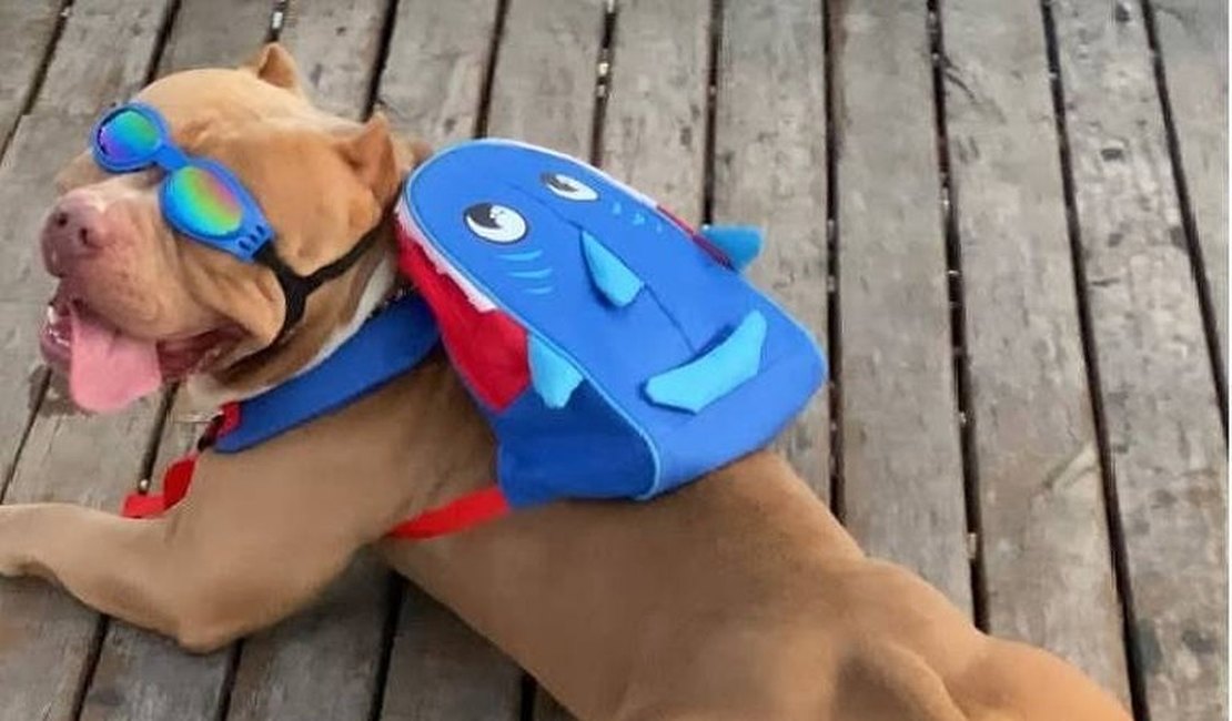 Morre Pitbull 'tiktoker' famoso por usar mochila de tubarão para passear