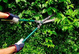 Poda de árvores em área particular requer autorização prévia da prefeitura, em Maceió
