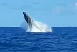 Vídeo. Pescadores flagram baleia no mar da Barra de Santo Antônio
