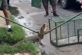VÍDEO: Jacaré em via pública é resgatado pelo BPA em Marechal Deodoro