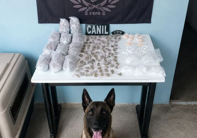 Cão farejador encontra quase 1 kg de drogas escondidas em área de mata em Arapiraca