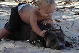 Cadela Pit Bull defende o dono e morre baleada por assaltantes