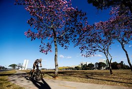 Substância do ipê-roxo é testada em novo remédio contra câncer de próstata