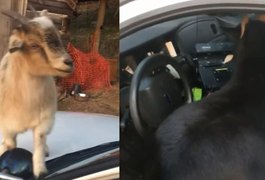 VÍDEO: Cabras entram em viatura e mastigam papéis de delegado nos Estados Unidos