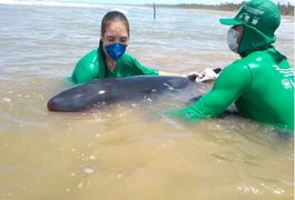 Baleia é resgatada após encalhar em mar de Feliz Deserto