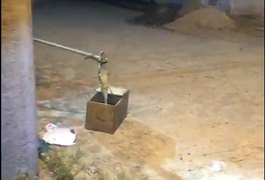 Bombeiros resgatam filhote de jacaré em Arapiraca; assista