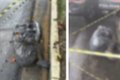 Polícia apura série de mortes suspeitas de execução em SP; corpos foram ensacados, decapitados ou queimados