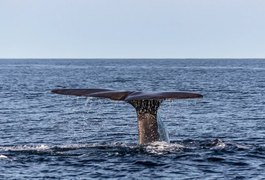 Pescador fica milionário após encontrar vômito de baleia pesando 100kg