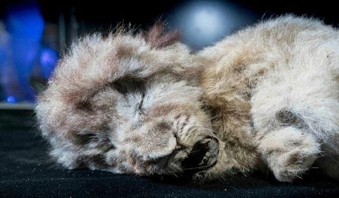 Filhote de leão das cavernas encontrada congelada na Sibéria tem 28 mil anos