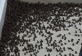 Após chuvas, filhotes de sapos invadem residências em Batalha