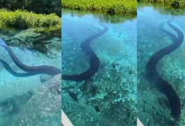 Sucuri gigante surpreende turistas durante passeio de barco em águas cristalinas em MS