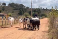 Programa Mais Pecuária Brasil melhora qualidade do rebanho bovino em Penedo