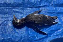 Pinguim é encontrado sem vida na Praia de Riacho Doce, em Maceió