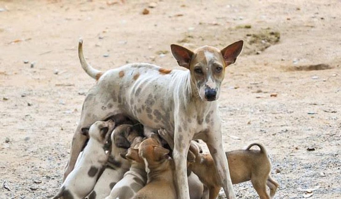 Sesau lança programa de castração de animais com investimento de R$ 500 mil mensais